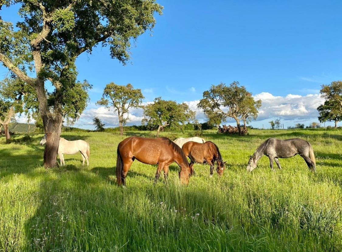 Herdade De Santa Maria Алмейрин Экстерьер фото